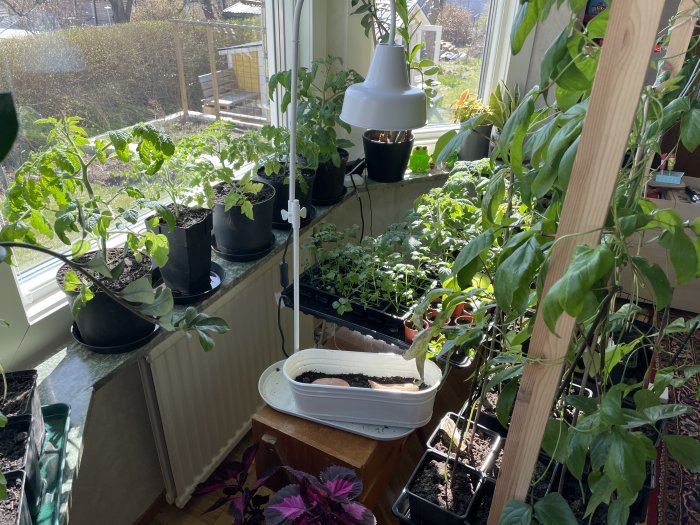 Hemodling av plantor i solljus med bl.a. sparris, grönkål och palmkål på fönsterbräda och i tunnel.