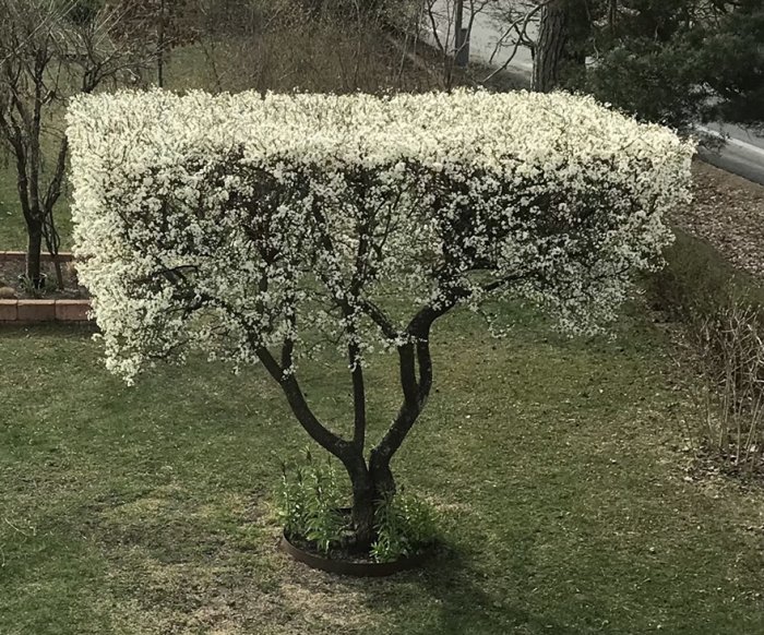 Välvårdad blommande buske sett ovanifrån i en trädgård med gräsmatta.