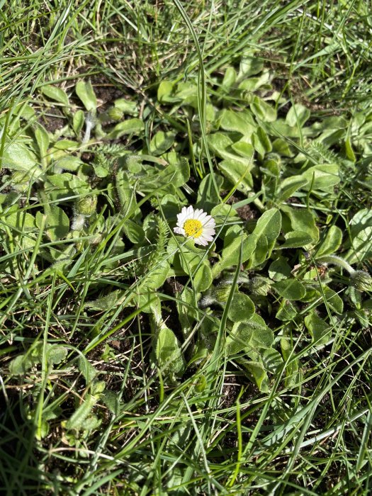 Enstaka tusensköna omgiven av tät vegetation och gräsmatta.