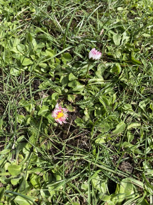 Tätt gräsmatta med jordfläckar och enstaka rosa blommor som lyser upp.