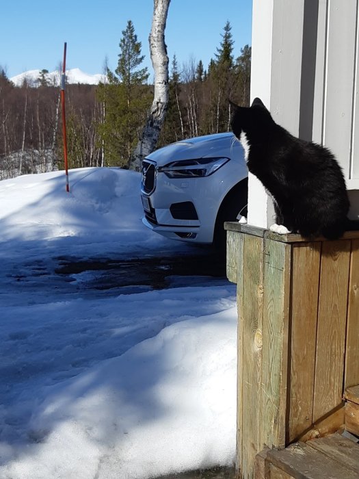 En katt på en verandatrappa som tittar på en vit bil, med snö och fjäll i bakgrunden.