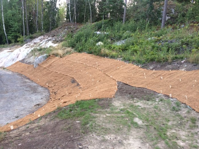 En lerslänt med kokosduk och släntgräs framför en skog, med Pinnmo på en högre nivå i bakgrunden.