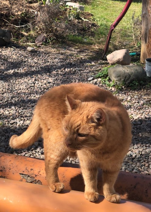 Röd katt som ser trött ut och sitter på en orange yta med grus och trädgård i bakgrunden.