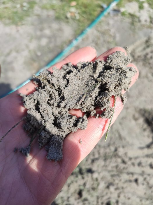 Hand som håller våt sand som liknar lera, med grässtrå och bakgrund av sandig mark.