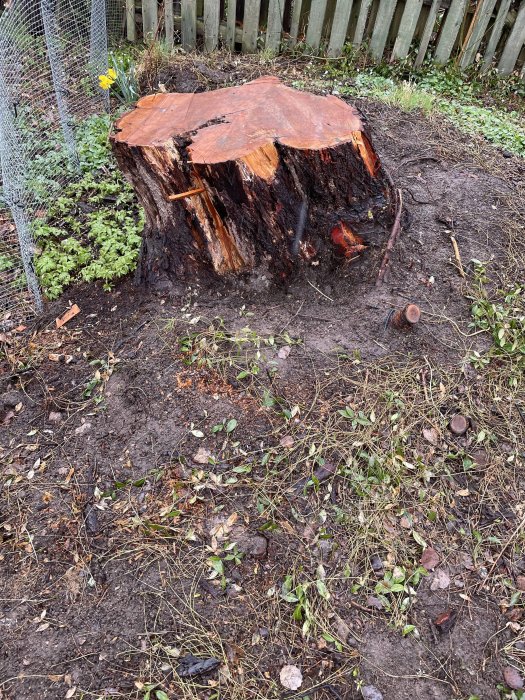 Nyligen avverkad trädstubbe med färskt sågsnitt, omgiven av jord och sparsam vegetation.