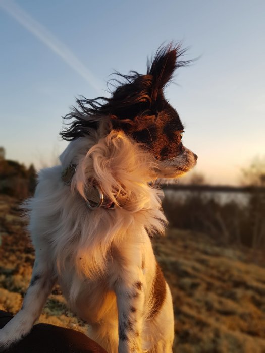 Hund med fladdrande päls tittar bort mot solnedgången i ett öppet landskap.