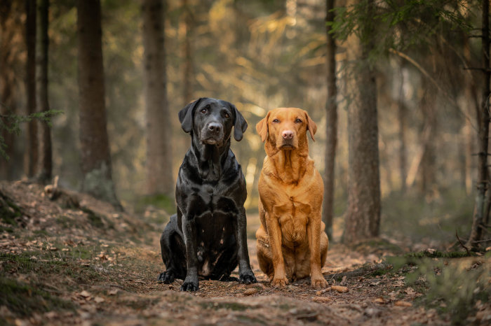 Två hundar, en svart och en brun, poserar sittande i skogen.