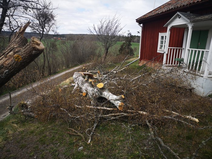 Nedtaget och uppsågat vårdträd bredvid ett rött hus med vita knutar, grenar på marken.