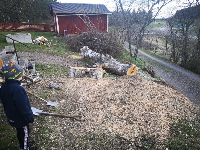 Nedtagen ruttnad björk i bitar på marken med flis runt stubben, barn tittar på, i en trädgård.