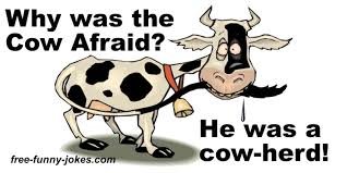 Illustration av en skämtsam ko med textrutan "Why was the Cow Afraid? He was a cow-herd!