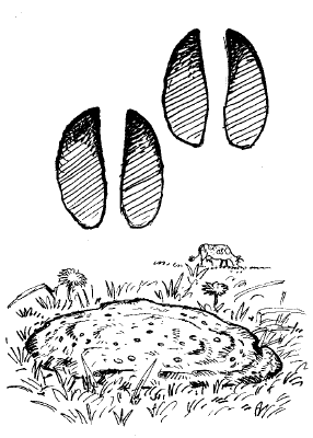 Svartvit illustration av nötspår i form av avtryck och spillning i gräs.