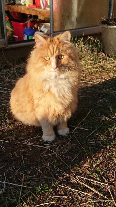 Långhårig orange katt med imponerande blick sitter utomhus med redskap i bakgrunden.