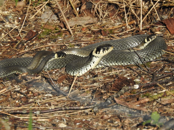 Gräsormar på marken i skogen sedda den 18 april.