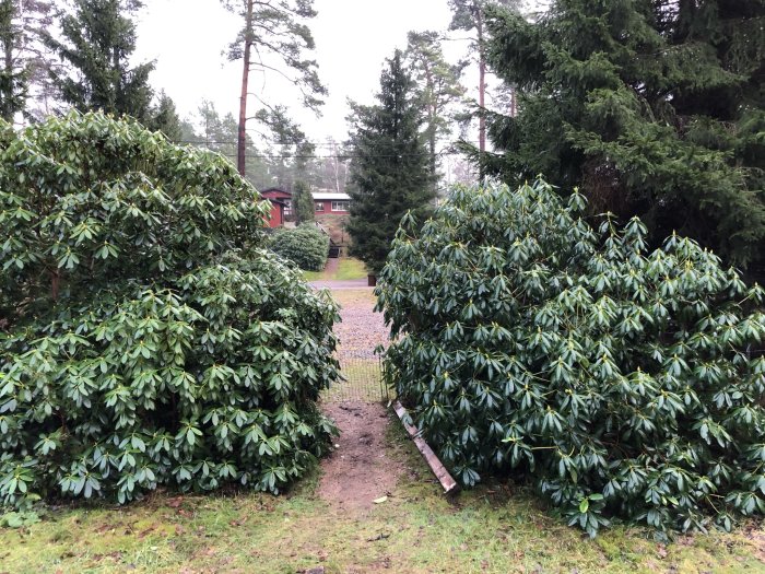 Två tätt växande rhododendronbuskar på en trädgård med grusgång och skog i bakgrunden.