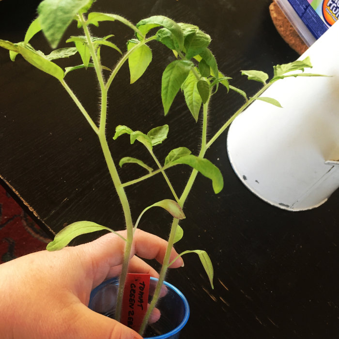 Två små Green Zebra-tomatplantor med grönaktiga blad som växer i ett litet plastglas med begränsad jord.