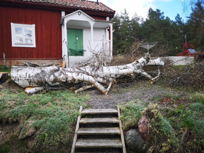 Nedtaget stort björkträd i trädgård framför röd stuga, stubb fräst och delar kapade.