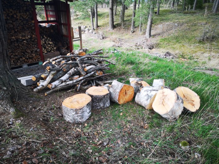 Färska trädstubbar och uppkapade grenar vid en vedbod, arbete efter att fällt och processat ett träd.