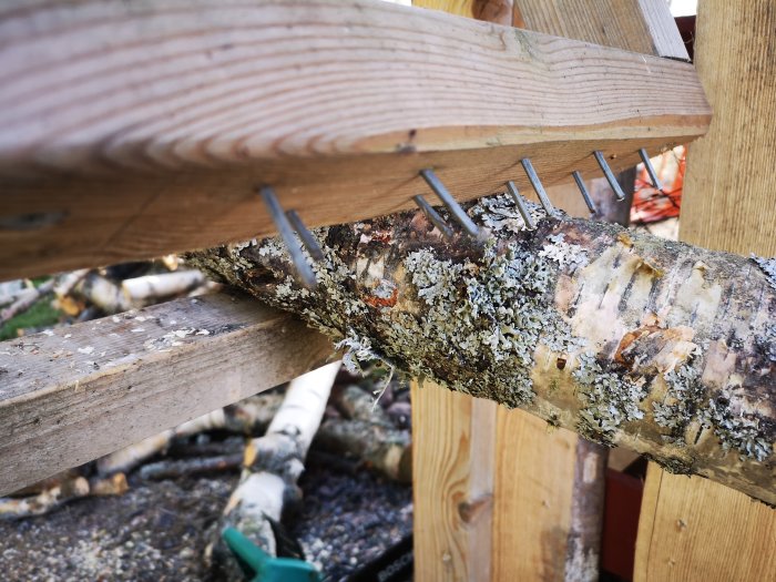 Trädgren fäst i hemmagjord vedkapningsställning med spikar för att hålla grenen stilla under sågning.