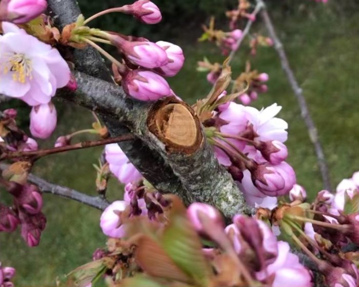 Beskuren gren på ett prydadskörsbärsträd med rosa blommor och synlig snittyta.