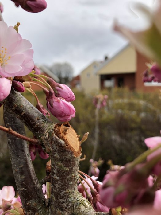 Närbild av ett blommande träd med rosa blommor och knoppar med suddiga hus i bakgrunden.