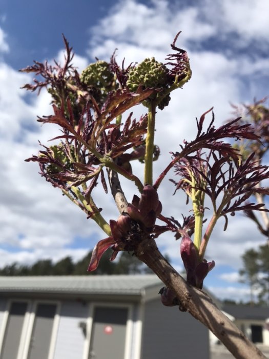 Rödaktig knoppande växtgren mot blå himmel och ljust hus i bakgrunden.