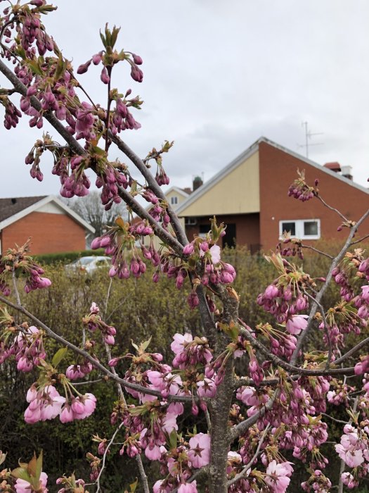 Blommande grenar på ett träd med ett synligt snitt, i bakgrunden ett hus.