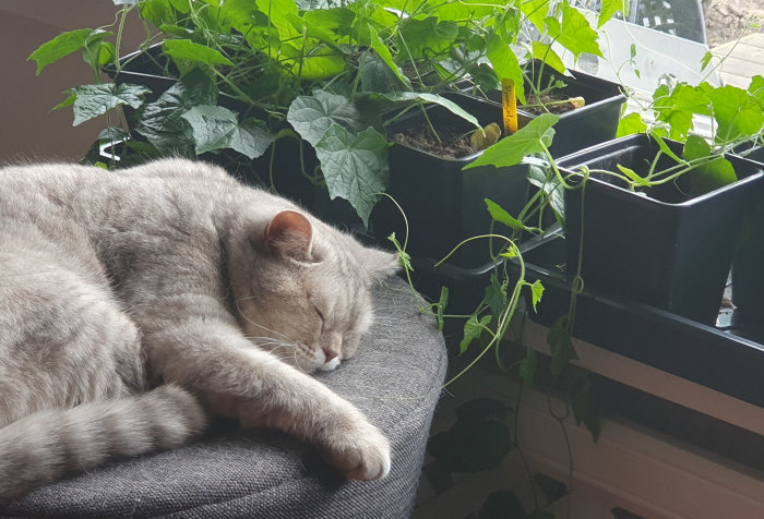 Grå katt sover bredvid planterade djungelgurkor och narcisstobak.