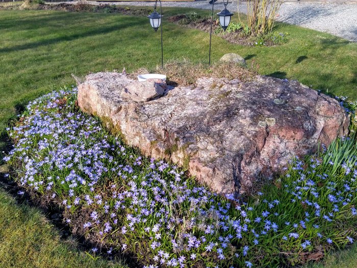 Trädgårdsrabatt med blommande blå scilla, eller Rysk Blåstjärna, runt en stor sten.