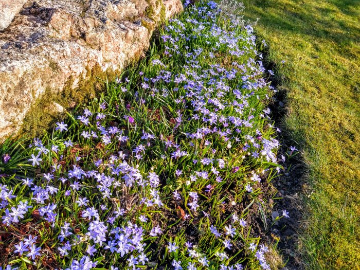 Blommande blå scilla, även känd som Rysk Blåstjärna, i en solbelyst rabatt bredvid en stenmur.