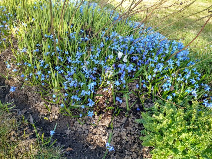 Rabatt med blommande blå scilla, även känd som Rysk Blåstjärna, i vårljus.