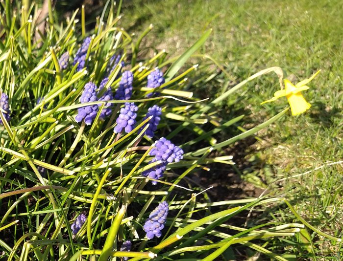 Blå blomklasar av Scilla i en rabatt med grönt gräs och en ensam gul påsklilja.