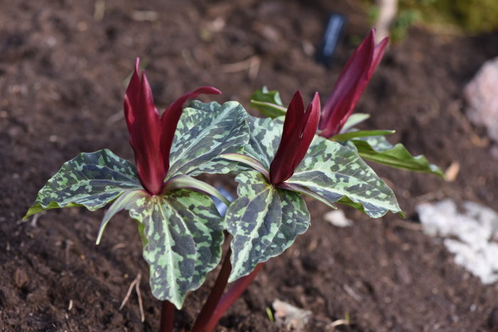 Trillium erectum, trebladig växt med mörkröda blommor och marmorerade blad i en trädgård.