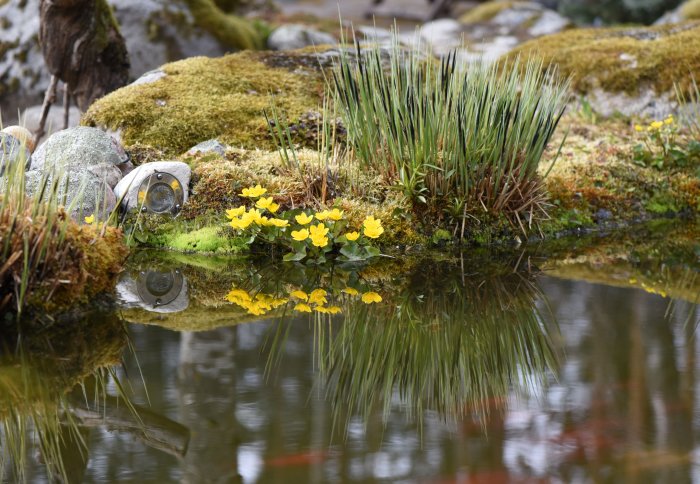 Ett vattenparti med reflekterande yta visar gula blommor, mossbeklädda stenar och gräs vid kanten.