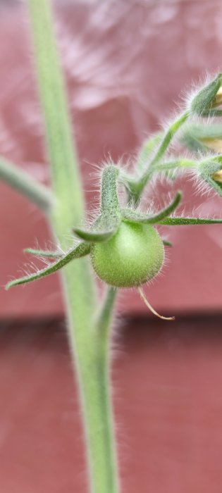 En ung grön tomat växer på en planta med suddig rosa bakgrund.