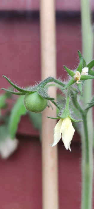 Två små gröna tomater och en blomknopp på en planta, närbild med oskarp bakgrund.