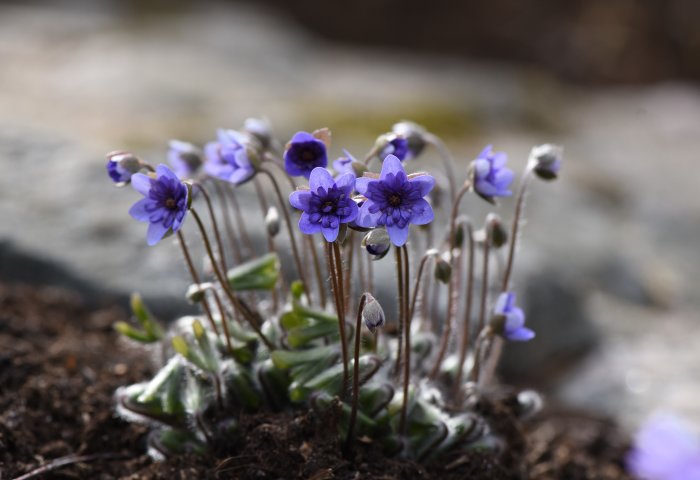 Blåsippor av sorten Hepatica nobilis `Flore Pleno` med flerfärgade blommor i ett trädgårdsland.