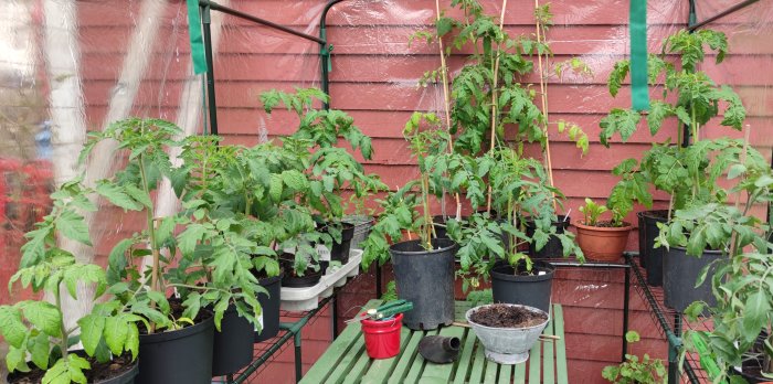 Tomatplantor i olika storlekar odlade i krukor på ett växthusgalleri.