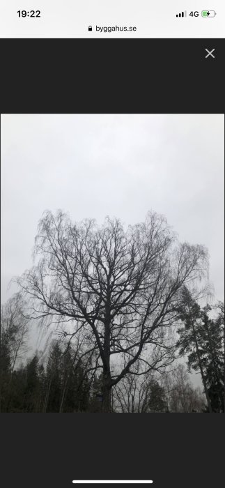 En stor björk som ragar över andra träd mot en mulen himmel.