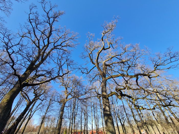 Trädgrenar mot klarblå himmel, inga vitsippor i sikte.