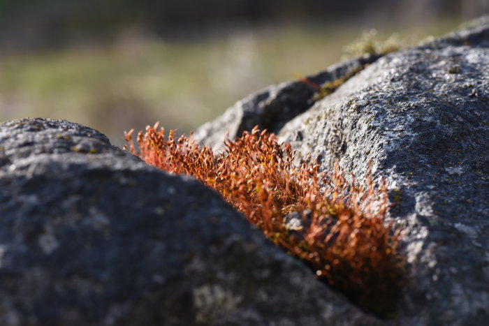 Rödaktigt mossa som växer i en spricka på en sten med oskarp naturbakgrund.