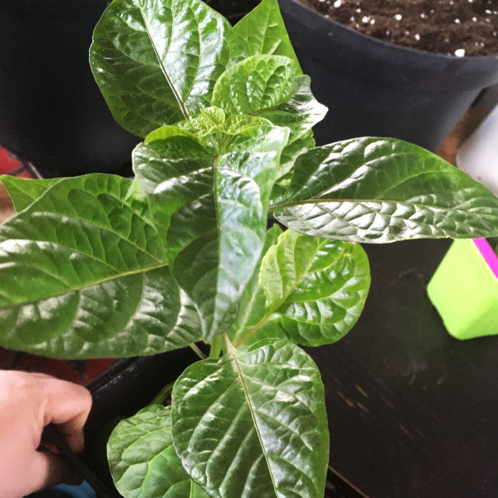 Välmående Numex Suave Orange chiliplanta med frodiga gröna blad i kruka.