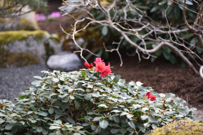 Röd blomma på en grön buske med löv, i en gråaktig trädgård med mossbeklädda stenar.