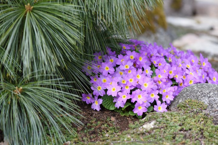 Lila primulablommor i blomning under en tallgren och bredvid en sten.