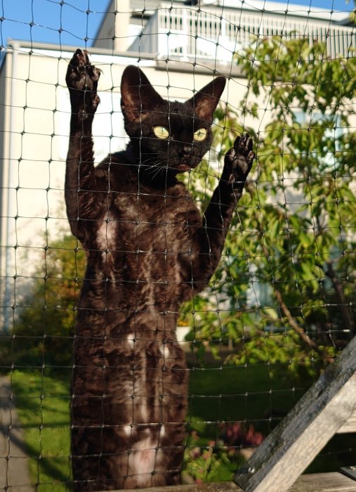 Katt som ser ut att stå på två ben bakom ett nät, liknande en grind, i en trädgård.