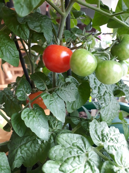 Mogna och omogna tomater på en tomatplanta med frodigt gröna blad.