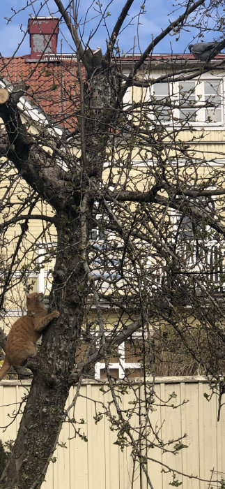 Ung röd katt som klättrar på ett träd i försök att jaga duvor, med ett gult hus i bakgrunden.