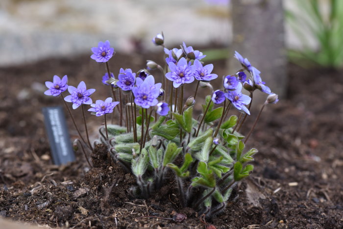 Blå blommande växter med ludna stjälkar och grön lövverk i jord med en etikett.