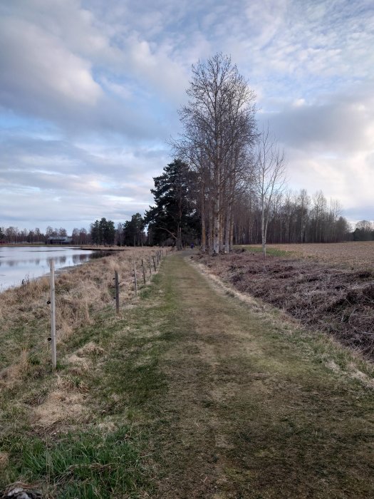 Grusväg längs med ett staket och barträd vid vatten under en molnig himmel.