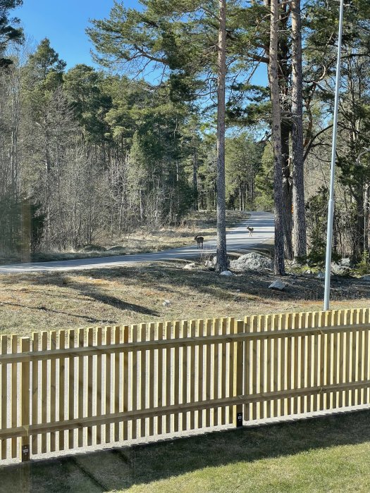 Nybyggt trästaket på lutande tomt med skogsbakgrund och rådjur vid en väg.