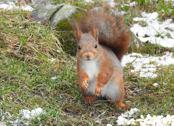 Ekorre i upprätt position på en gräsmatta med snöfläckar, ser nyfiket in i kameran.